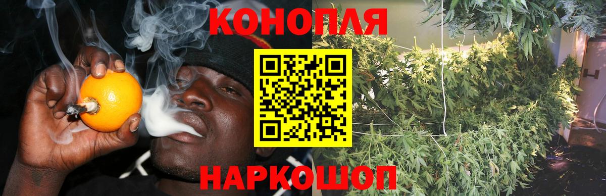 Бошки Шишки план Ставрополь